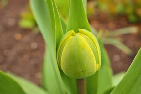 Close Up Macro of Green Tulip Bud in Sping in Gardenの写真素材