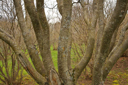 A Multi Stem Tree with Many Trunks Background Textureの写真素材