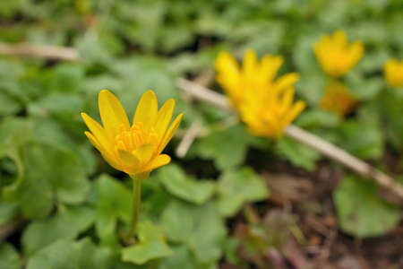 Low Angle Close up of Lesser Celandine Ranunculaceae Ficaria verna Huds Yellow Flower in Springの写真素材