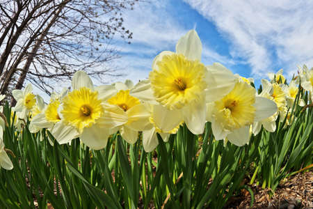 Ice Follies Daffodils Narcissus on a Sunny Spring Day. Dramatic Low Angle Fisheye Perspective.の写真素材