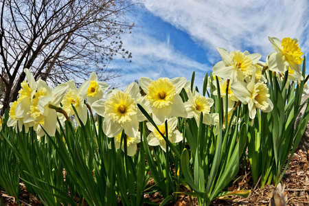 Ice Follies Daffodils Narcissus on a Sunny Spring Day. Dramatic Low Angle Fisheye Perspective.の写真素材