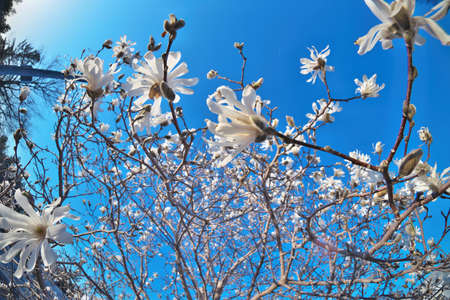 Beautiful Fisheye Perspective of Magnolia X Loebneri Encore Flowers Blossoms Against Blue Skyの写真素材