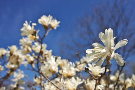 Beautiful Magnolia X Loebneri Encore Flowers Blossoms Against Deep Blue Skyの写真素材