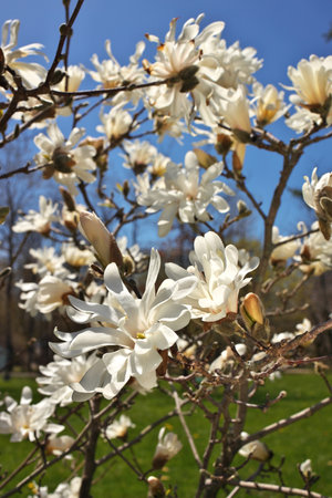 Beautiful Magnolia X Loebneri Encore Flowers Blossoms Against Deep Blue Skyの写真素材