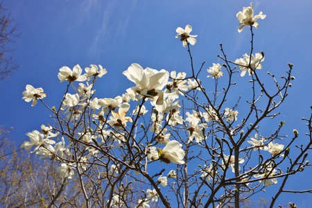 Beautiful Magnolia X Loebneri Encore Flowers Blossoms Against Deep Blue Skyの写真素材