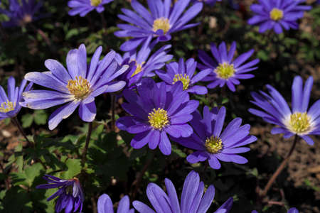 Low Angle Close up Purple Flowers in Grass Anemone blanda aka Grecian windflowersの写真素材