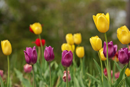 Multi Colored Tulips With Shallow Depth of Field and Creamy Bokeh Backgroundの写真素材