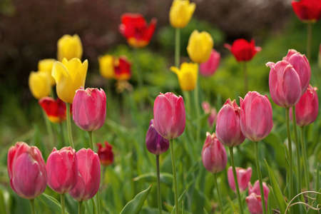Multi Colored Tulips With Shallow Depth of Field and Creamy Bokeh Backgroundの写真素材