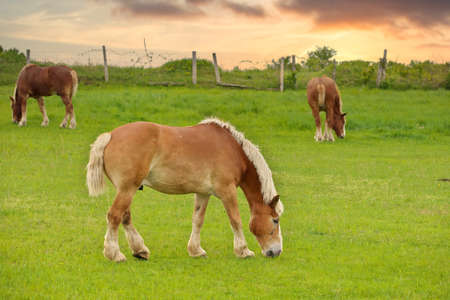 Three Male Flaxen Chestnut Horse Stallion Colts Grazing in a Pasture Meadow with a Golden Sunsetの写真素材