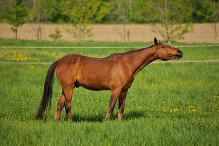 Horse Choke: a Brown Stallion with esophageal obstruction or strictures or choking on hay juts headの写真素材