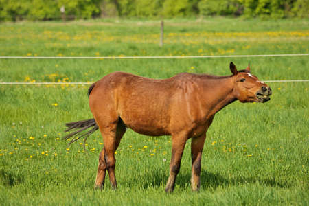 Horse Choke: a Brown Stallion with esophageal obstruction or strictures or choking on hay juts headの写真素材