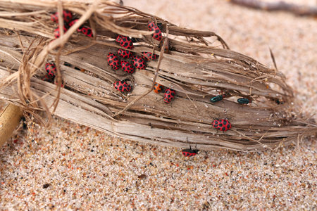Close Up of Large Number of Ladybugs and Beetles Gather in Spring on Organic Debris on the Beach