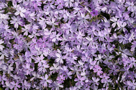 Full Frame Macro Close up of Beautiful Purple Lavender Phlox Subulata, Moss Phlox, or Creeping Phloxの写真素材