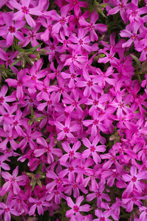 Full Frame Macro Close up of Beautiful Pink Phlox Subulata, Moss Phlox, or Creeping Phloxの写真素材