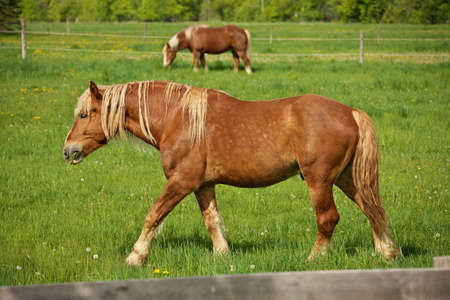 A Male Flaxen Chestnut Horse Stallion Colt Walking Through a Pasture Meadow between grazingの写真素材