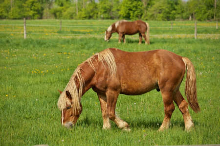 A Male Flaxen Chestnut Horse Stallion Colt Grazing in a Pasture Meadow on a Sunny Dayの写真素材