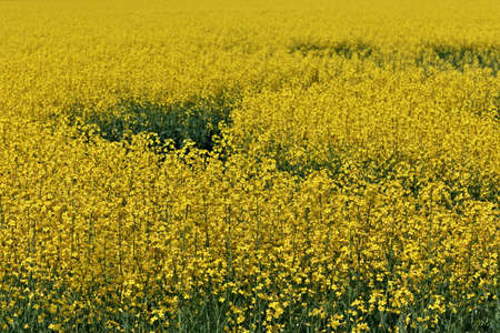 Full Frame Close up of Yellow Canola Flowers in a Farm Field on a Breezy and Sunny Dayの写真素材