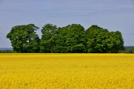 Wide Shot of Canola Field or Rapeseed Farm on a Breezy and Sunny Dayの写真素材