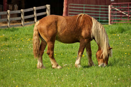 A Male Flaxen Chestnut Horse Stallion Colt Grazing in a Pasture Meadow with Red Barn in Backgroundの写真素材
