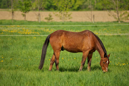 A Male Brown Stallion Horse with White Spot Point Mark Point on Head Grazes in a Green Pastureの写真素材