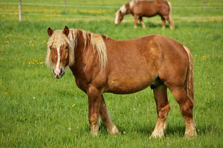 A Male Flaxen Chestnut Horse Stallion Colt Looks Up Towards Camera While Grazing in Pastureの写真素材