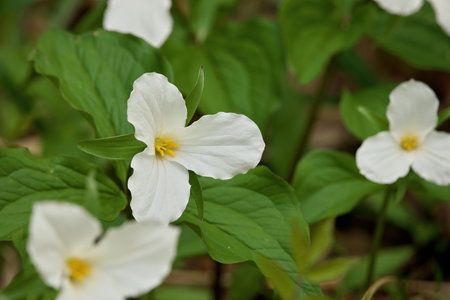 Close Up of A Great White Trillium Patch in the Woods in Spring in Ontario Canadaの写真素材