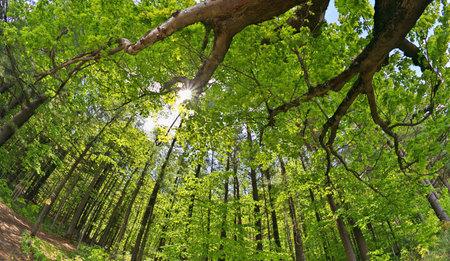 Dramatic Low Angle Extreme Wide Angle Shot Overhead Trees and Forest with Trail Leading into Woods