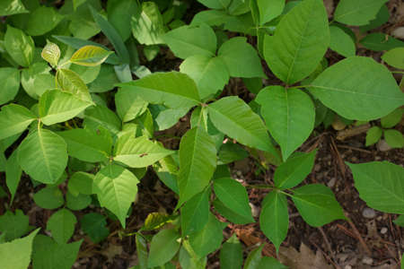 Directly Above Close up of a Patch of Poison Ivy Plants on a Sunny Dayの写真素材