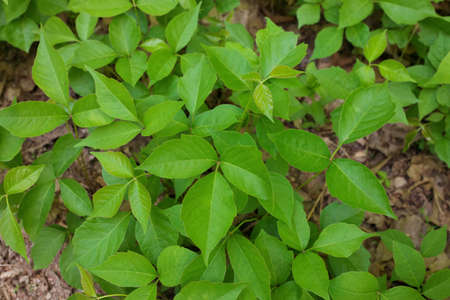 Directly Above Close up of a Patch of Poison Ivy Plants on a Sunny Dayの写真素材