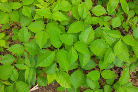 Directly Above Close up of a Patch of Poison Ivy Plants on a Sunny Dayの写真素材
