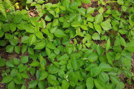 Directly Above Close up of a Patch of Poison Ivy Plants on a Sunny Dayの写真素材