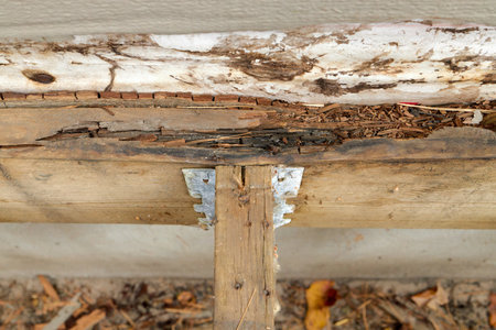Deck Ledger Board Incorrectly Installed over Wood Siding has led to Extensive Dry Rot and Damageの写真素材