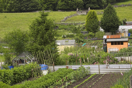 Allotment Gardensの写真素材