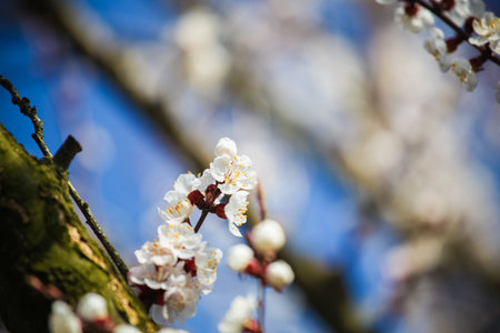 Branches of cherry tree in blossom