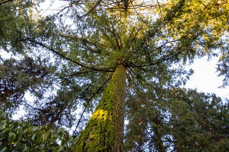 Looking up to a tall Mossy Fir Tree with natural light beaming.の写真素材