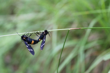 Insects mating on a stalkの写真素材