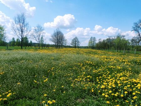 Summer meadowの写真素材