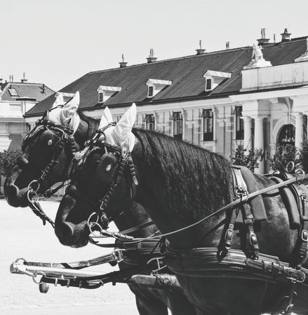 Horse Carriage, Vienna Austria