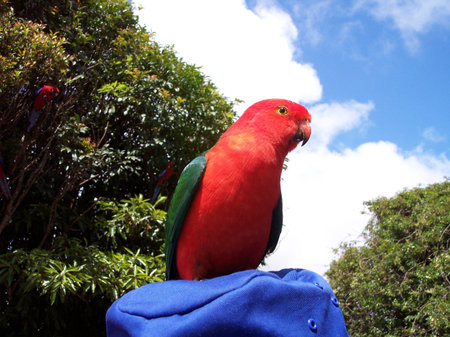 This is a friendly male King parrot. He liked posing for the camera. There were a lot of them in the...