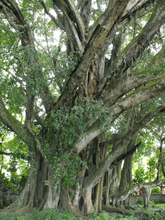 This is a sacred Banyan tree beside Lake Batur in Bali