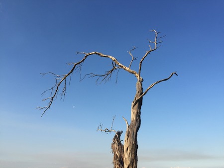 Dead Tree Against Blue Skyの写真素材