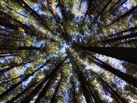 Tree canopy in a Sugar Pine forestの写真素材