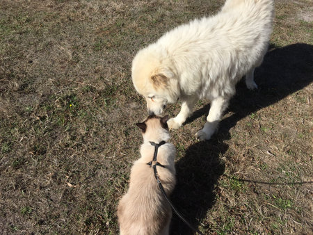 Dog and cat best friends, touching noses in greeting