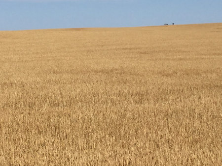 A field of wheatの写真素材
