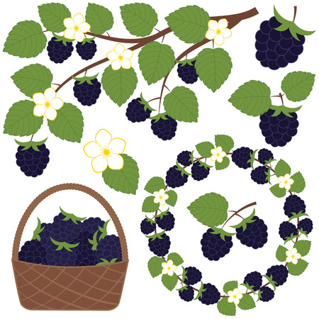 Vector blackberry set with basket, branch and wreathのイラスト素材