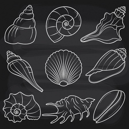 Vector doodle hand drawn seashells on chalkboard backgroundのイラスト素材