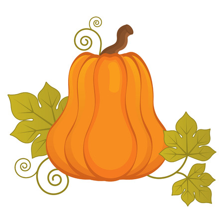 Vector pumpkin. Vector Halloween, Thanksgiving Day. Pumpkin vector illustration.のイラスト素材
