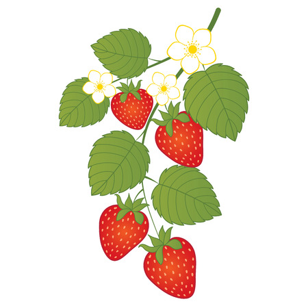 Vector strawberries with flowers. Vector strawberry.のイラスト素材