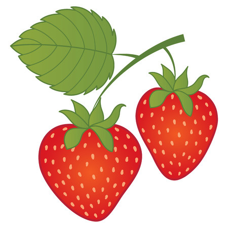 Vector strawberries. Vector strawberry.のイラスト素材