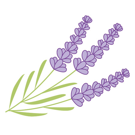 Vector lavender bunch. Lavender vector illustrationのイラスト素材